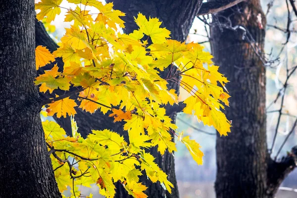 Жовте Золоте Кленове Листя Дереві Сонячну Погоду — стокове фото