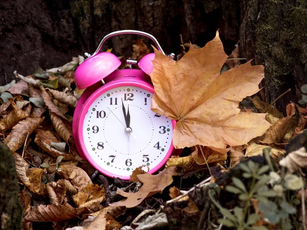 Reloj Entre Hoja Marrón Seca Bosque Bajo Árbol Tiempo Otoño —  Fotos de Stock