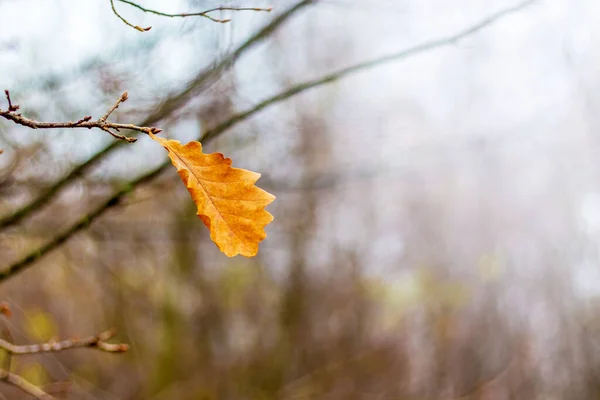 Osamělý Dubový List Větvi Stromu Podzimním Lese — Stock fotografie