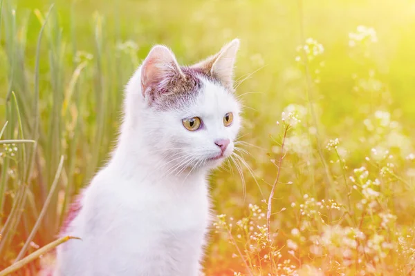 Portrét Bílé Kočky Pozadí Zelené Trávy Zahradě Paprscích Slunce — Stock fotografie