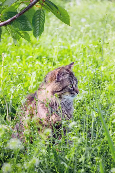 Gato Rayas Grises Sienta Una Hierba Verde Bajo Una Rama — Foto de Stock