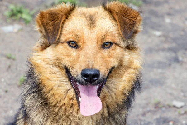灰色の背景に口を開けたふわふわの犬のクローズアップの肖像 — ストック写真