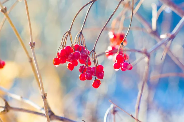 Röda Bär Guelder Roseon Gren Suddig Bakgrund Soligt Väder — Stockfoto