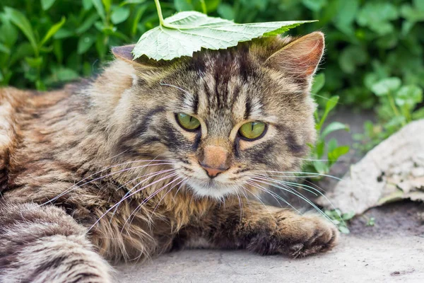草の中には緑の葉をした縞模様のふわふわの猫が横たわっている — ストック写真