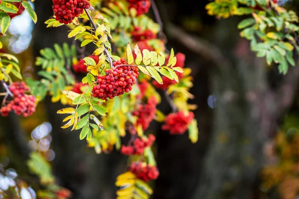 Rote Beeren Der Eberesche Auf Dem Hintergrund Eines Dunklen Baumstammes — Stockfoto