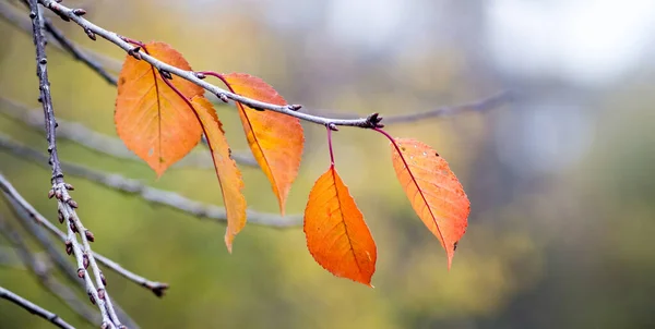 Větvička Suchým Oranžovým Podzimním Listím Pozadí Lesa — Stock fotografie