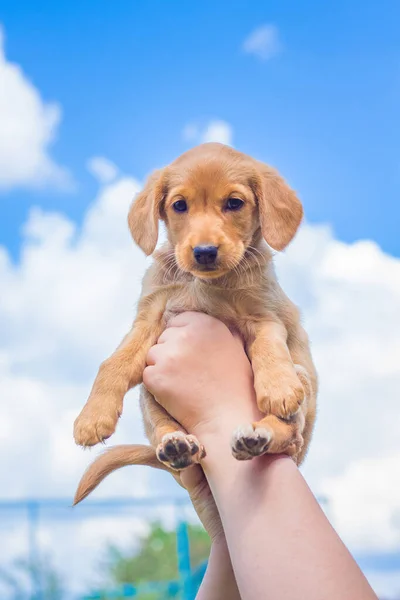 Boy Lift High Puppy Breed Cocker Spaniel Small Dog Background — Stock Photo, Image