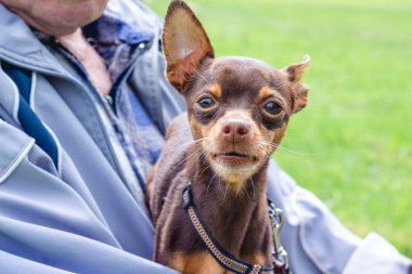 Yaşlı bir adam elinde küçük bir köpek yavrusu Rus oyuncak teriyeri tutuyor.