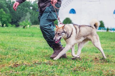 Vahşi Batı Sibirya Lavkası 'ndan bir köpek efendisiyle yürüyüşe çıktı.