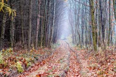 Sonbahar ormanlarında derin rayları olan toprak yol.