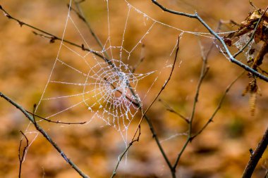 Bulanık bir geçmişi olan ormanda çıplak bir dalda bir örümcek ağı.