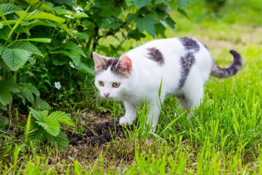 Beyaz benekli kedi çalıların yanındaki çimlere gider.