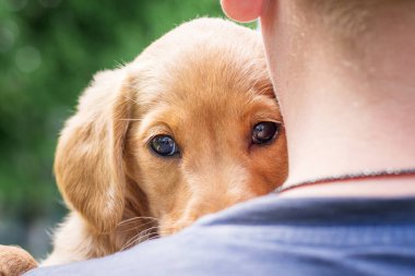 Bir çocuk ellerini tutar cinslerden bir köpek Akıllı, konsantre görünümlü bir cocker spaniel