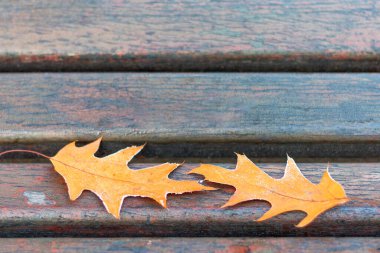 Parktaki bankta kurumuş turuncu meşe yaprakları, boşluğu kopyala