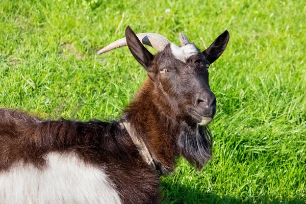 Chèvre Noire Avec Des Cornes Sur Pâturage Sur Fond Herbe — Photo