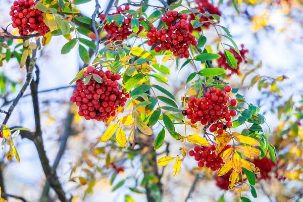 阳光明媚的时候 树上的红色山灰浆果 — 图库照片