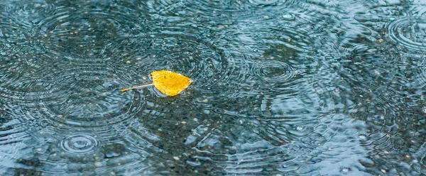 雨水中的黄桦叶 秋天雨天 — 图库照片