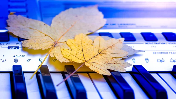 Herbstliche Ahornblätter Auf Den Tasten Des Klaviers Herbstliche Melodie — Stockfoto