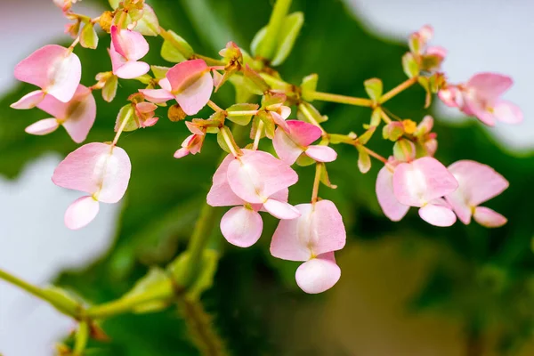 잎들의 배경에는 베고니아의 분홍빛 꽃들이 — 스톡 사진