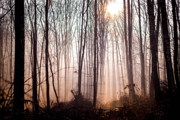 Sol Através Nevoeiro Ilumina Floresta Escura Espessa Pela Manhã — Fotografia de Stock