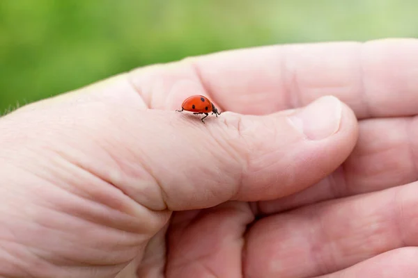 Joaninha Sobe Mão Homem Estar Atento Natureza Animais — Fotografia de Stock