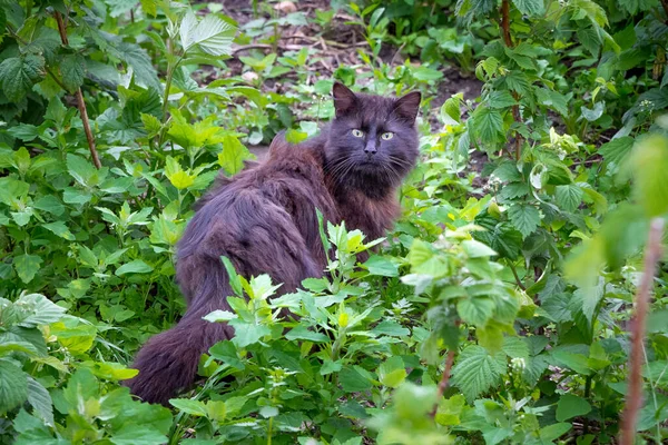 Black Fluffy Cat Garden Raspberry Bushes — Stock Photo, Image