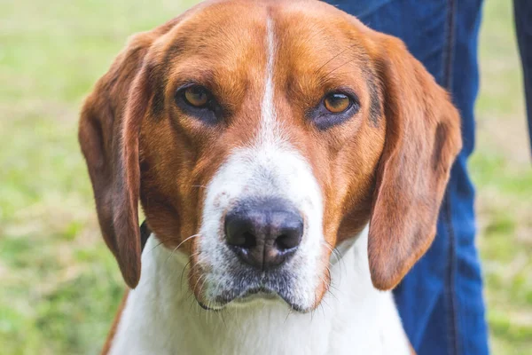 Dog Breeds Estonian Hound Close Portrait — Stock Photo, Image