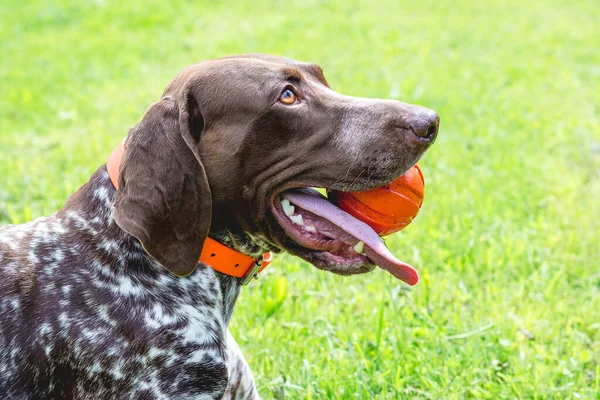 Dog German Shorthaired Pointer Ball Teeth Close Portrait — Stock Photo, Image