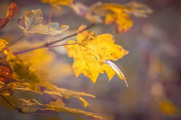 Žlutý Javorový List Stromě Teplých Podzimních Barvách — Stock fotografie