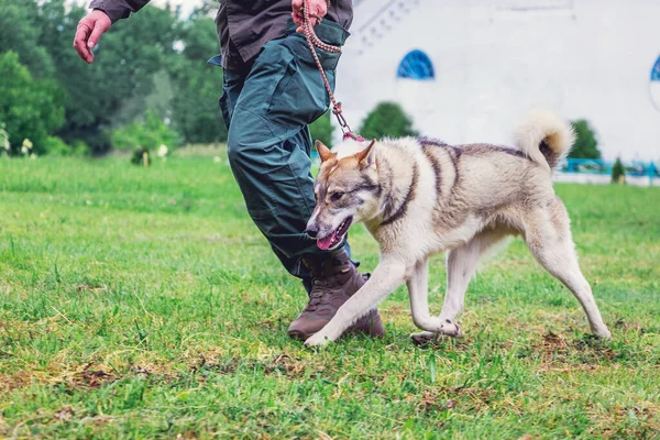 Dog Breed West Siberian Laika Walk Master — Stock Photo, Image