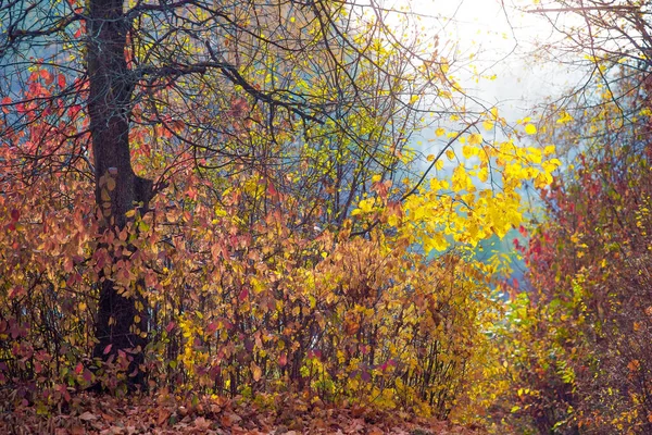 Bosque Otoñal Con Matorrales Árboles Jóvenes Cerca Del Viejo Árbol — Foto de Stock