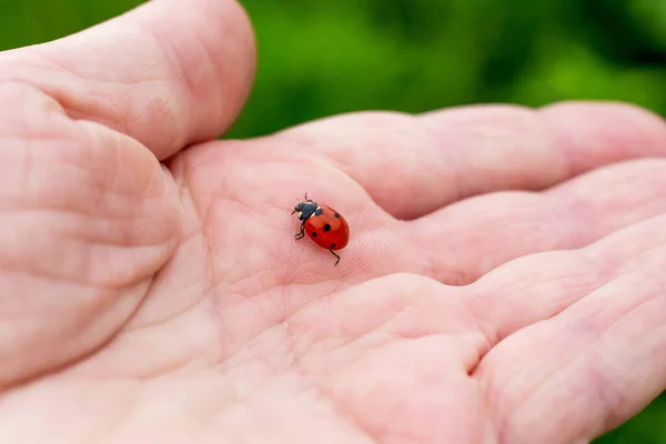 Joaninha Sobe Mão Homem Estar Atento Natureza Animais — Fotografia de Stock