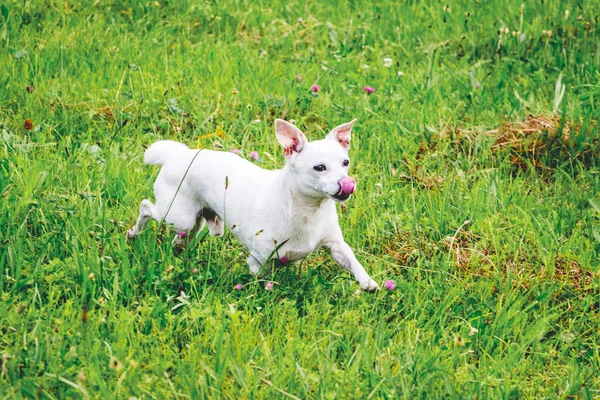 Pequeño Perro Blanco Raza Chihuahua Corre Por Hierba Verde Del — Foto de Stock