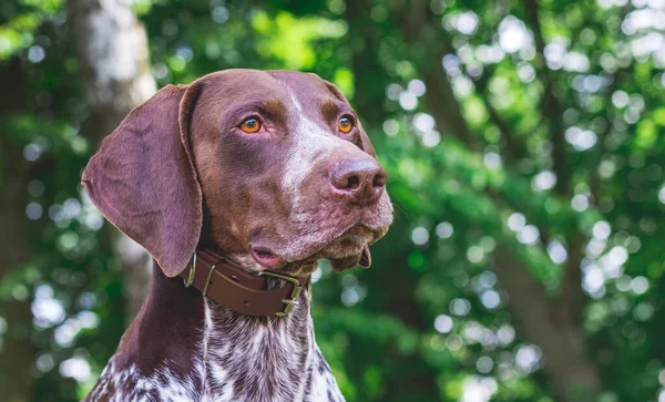 Portrait Close Dog Breed German Shorthaired Pointer Green Trees Woods — Stock Photo, Image