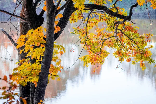 Drzewa Kolorowymi Jesiennymi Liśćmi Nad Rzeką Słoneczną Pogodę — Zdjęcie stockowe