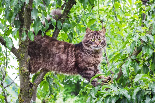 緑の葉の真ん中に木の上にふわふわの縞模様の猫 猫は木に登る — ストック写真