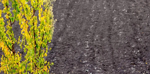 Árbol Con Hojas Multicolores Otoño Fondo Tierra Arada Espacio Copia —  Fotos de Stock