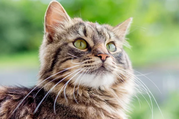 Bulanık bir arkaplanda kabarık çizgili kedi, yakın plan portre