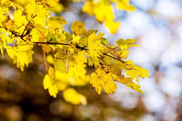 Feuilles Érable Jaunes Automne Sur Arbre Dans Une Forêt Par — Photo