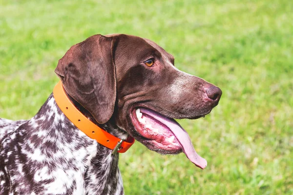 Merveilleux Jeune Chien Race Allemande Poil Court Portrait Chien Profil — Photo