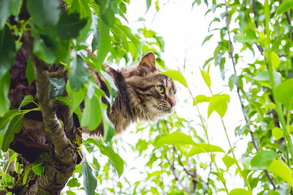 Gato Listrado Fofo Uma Árvore Meio Uma Folha Verde Gato — Fotografia de Stock