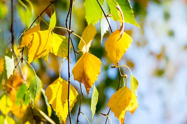 Açık mavi arka planda çok renkli sonbahar huş yaprakları