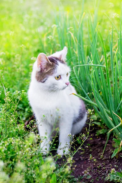 Beyaz Benekli Bir Kedi Çimlerin Arasında Bir Bahçede Oturuyor — Stok fotoğraf