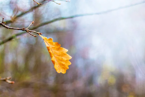 Osamělý List Dubu Stromě Podzimním Lese — Stock fotografie