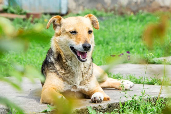 Bitkilerin Arasında Küçük Kahverengi Bir Köpek Dinleniyor — Stok fotoğraf