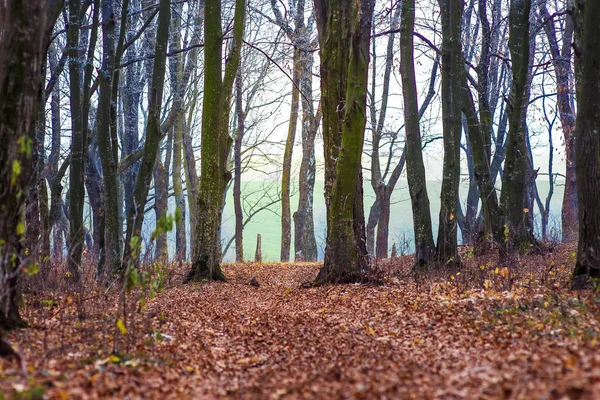 Feuilles Automne Sombres Sèches Sur Sol Dans Forêt Automne — Photo