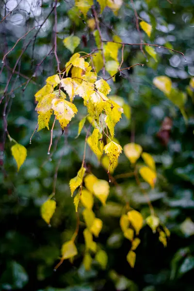 Birkenzweig Mit Gelben Nassen Blättern Auf Dunklem Hintergrund — Stockfoto