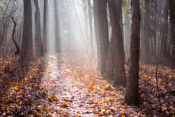 Autumn forest with dry leaves on the ground and fog through which sunlight penetrates