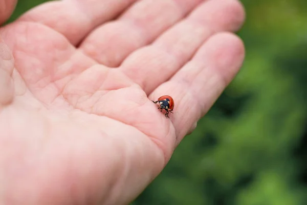 Joaninha Sobe Mão Homem Estar Atento Natureza Animais — Fotografia de Stock