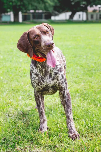 Dog Breed German Shorthaired Pointer Lovely Gaze Stands Grass Lawn — Stock Photo, Image